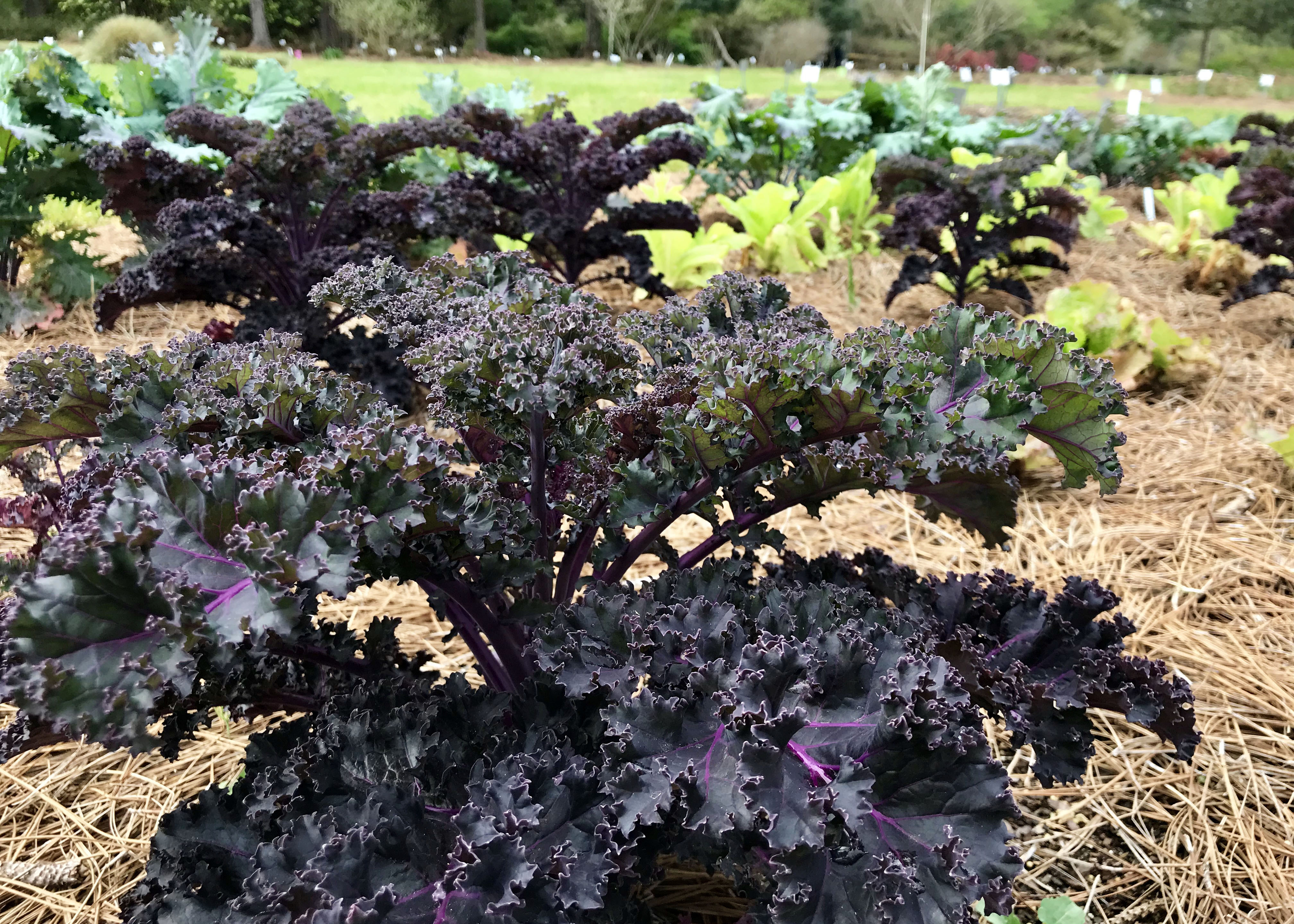 Eat Your Garden: LSU AgCenter tests edible ornamentals and Plants with Potential